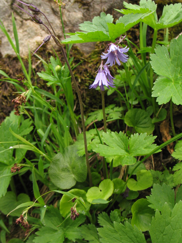 Image of Soldanella montana specimen.