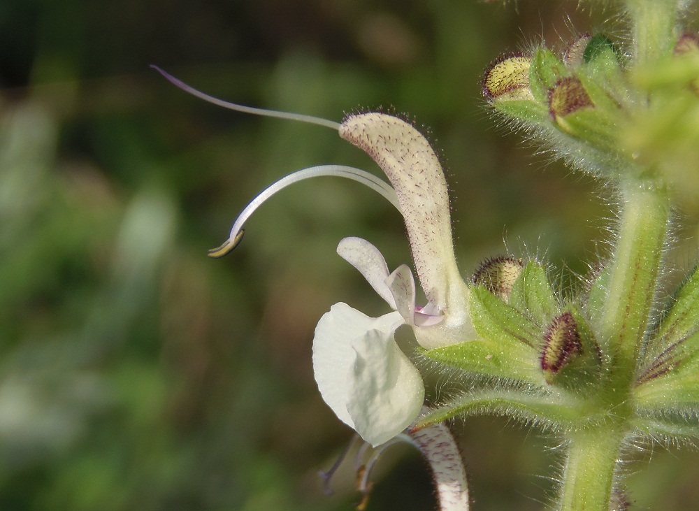 Image of Salvia revelata specimen.