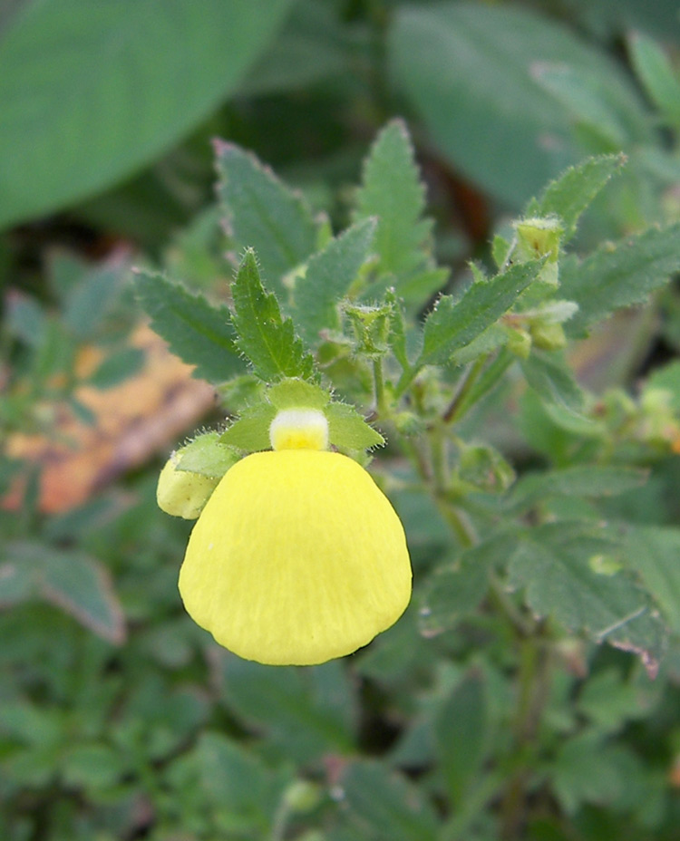 Изображение особи Calceolaria tripartita.