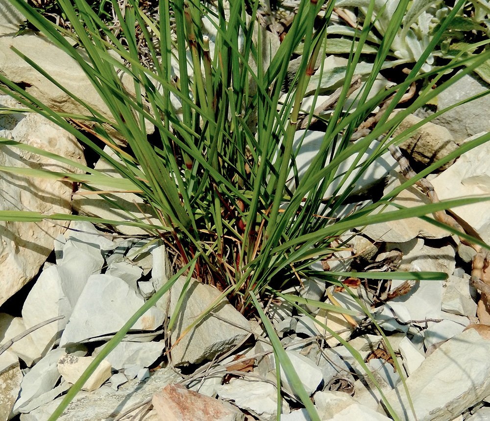 Image of Piptatherum holciforme specimen.