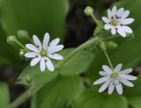 Stellaria media subspecies cupaniana