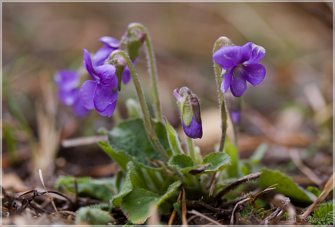 Изображение особи Viola hirta.
