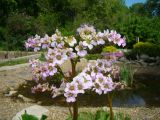 Bergenia crassifolia. Соцветие. Пенза, Ботанический сад ПГУ, в культуре. 11 мая 2016 г.