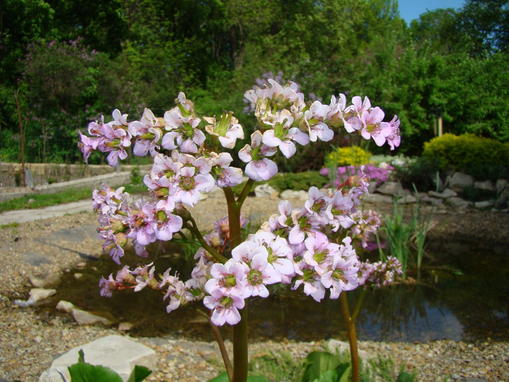 Изображение особи Bergenia crassifolia.