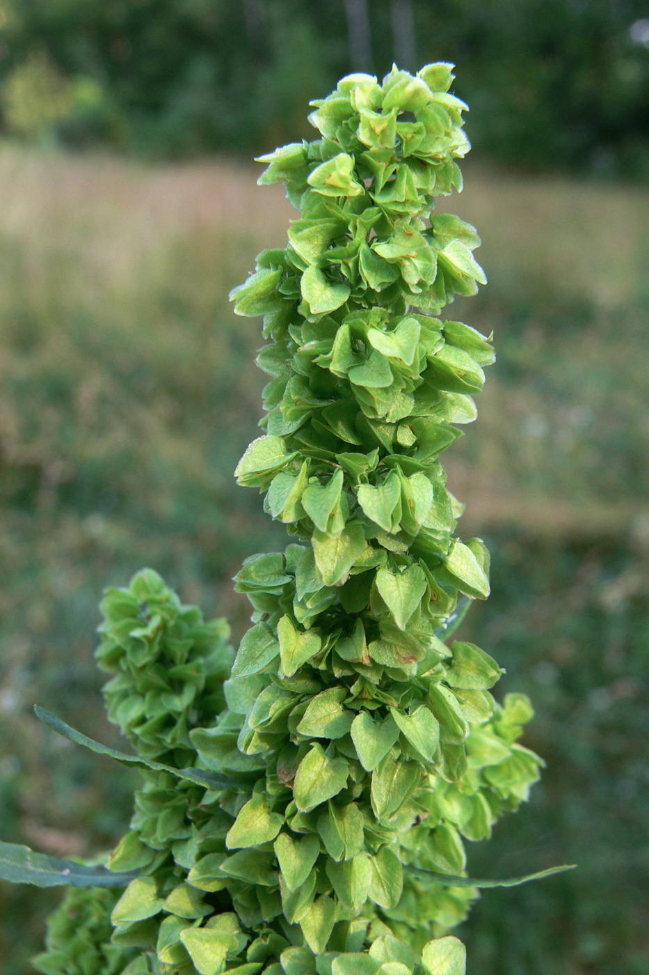 Image of Rumex pseudonatronatus specimen.