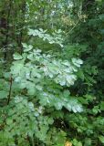 Thalictrum contortum