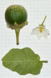 Solanum undatum
