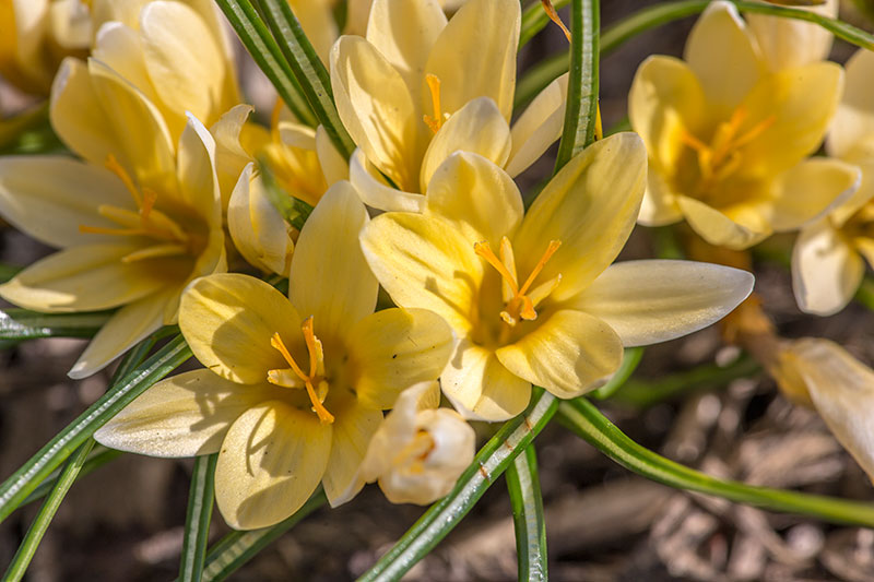 Image of Crocus chrysanthus specimen.