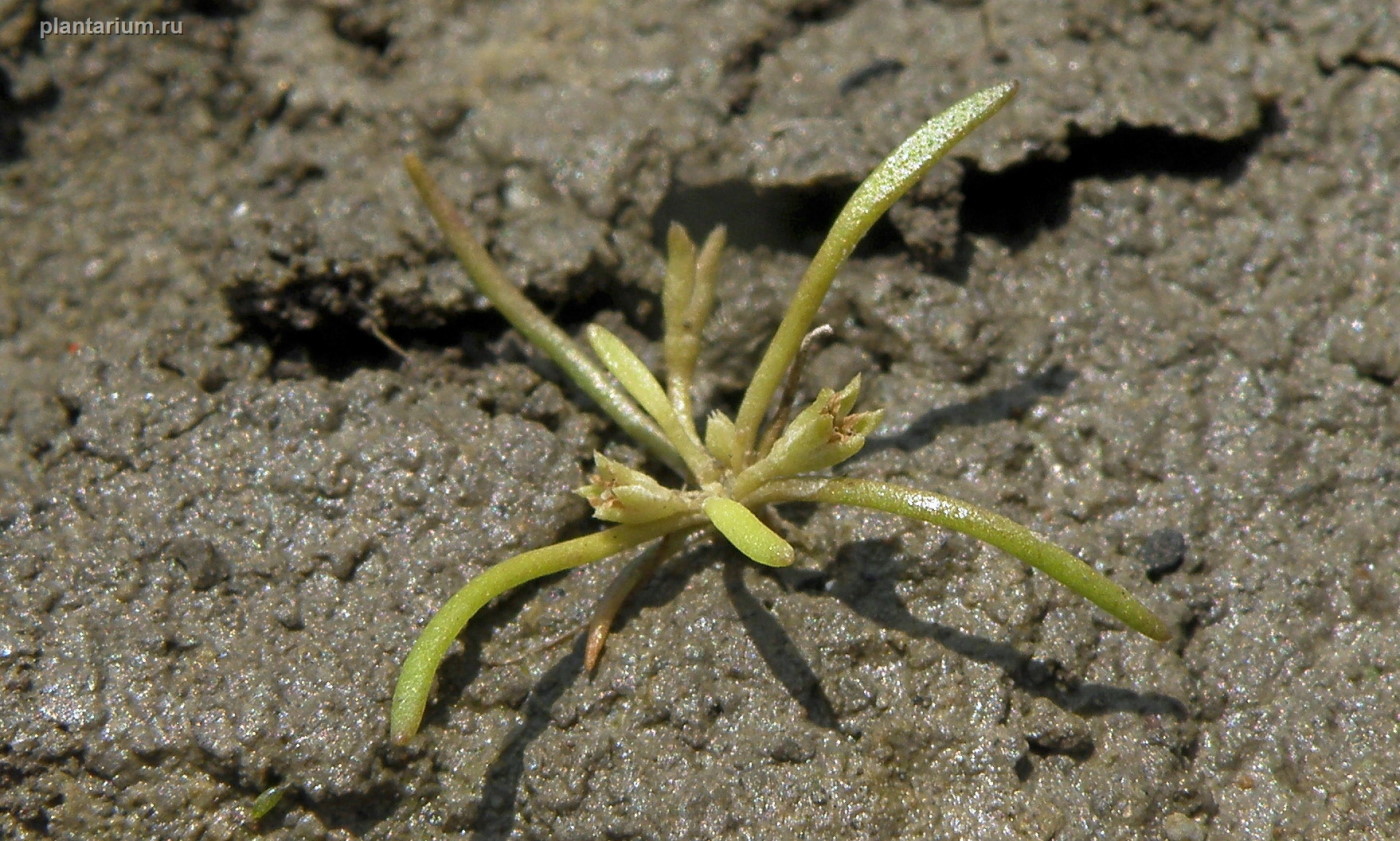 Image of Limosella aquatica specimen.