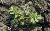 Potentilla supina. Розетка листьев. Краснодарский край, Кущевский р-н, станица Шкуринская, пашня в пойме р. Ея. 11.05.2017.