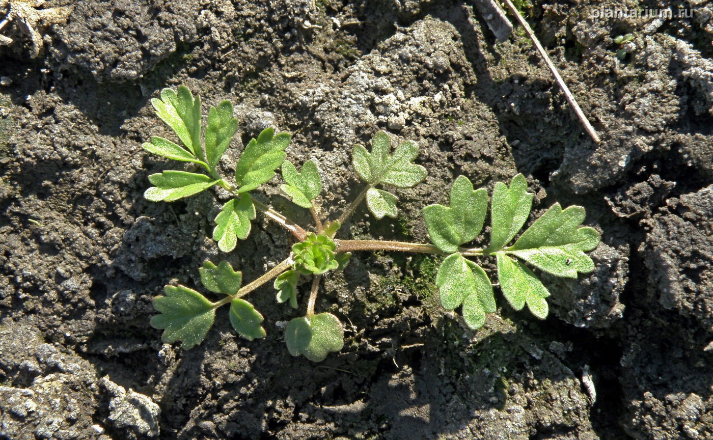 Image of Potentilla supina specimen.