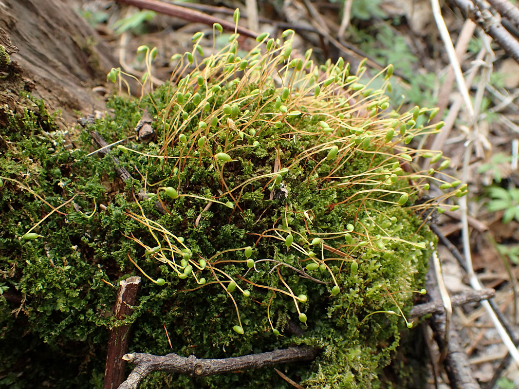 Изображение особи Plagiomnium cuspidatum.