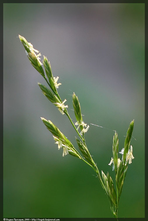 Image of Festuca pratensis specimen.