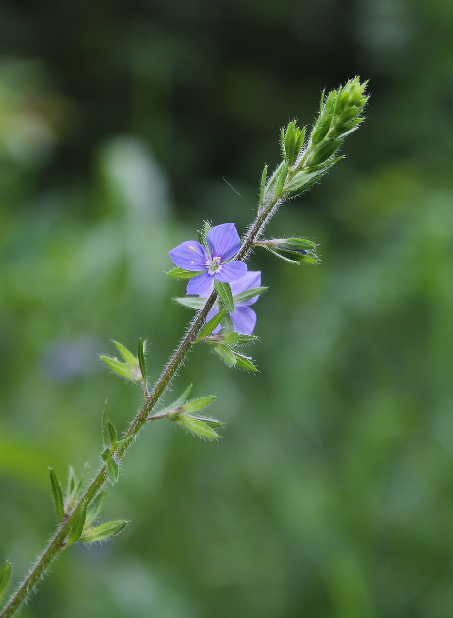 Image of Veronica magna specimen.