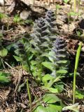 Ajuga pyramidalis