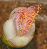 Barringtonia asiatica. Раскрывающийся цветок. Таиланд, о-в Пхукет, курорт Ката, в культуре (?). 08.01.2017.