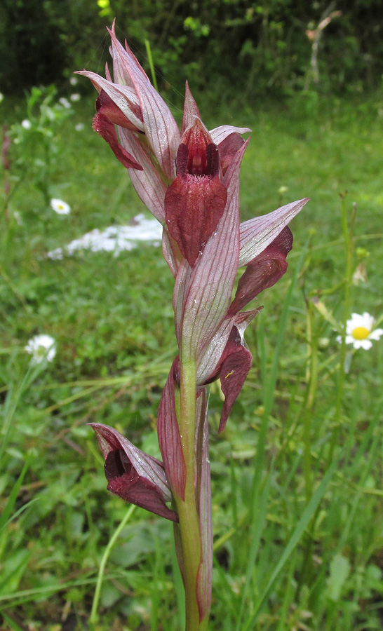 Изображение особи Serapias orientalis ssp. feldwegiana.