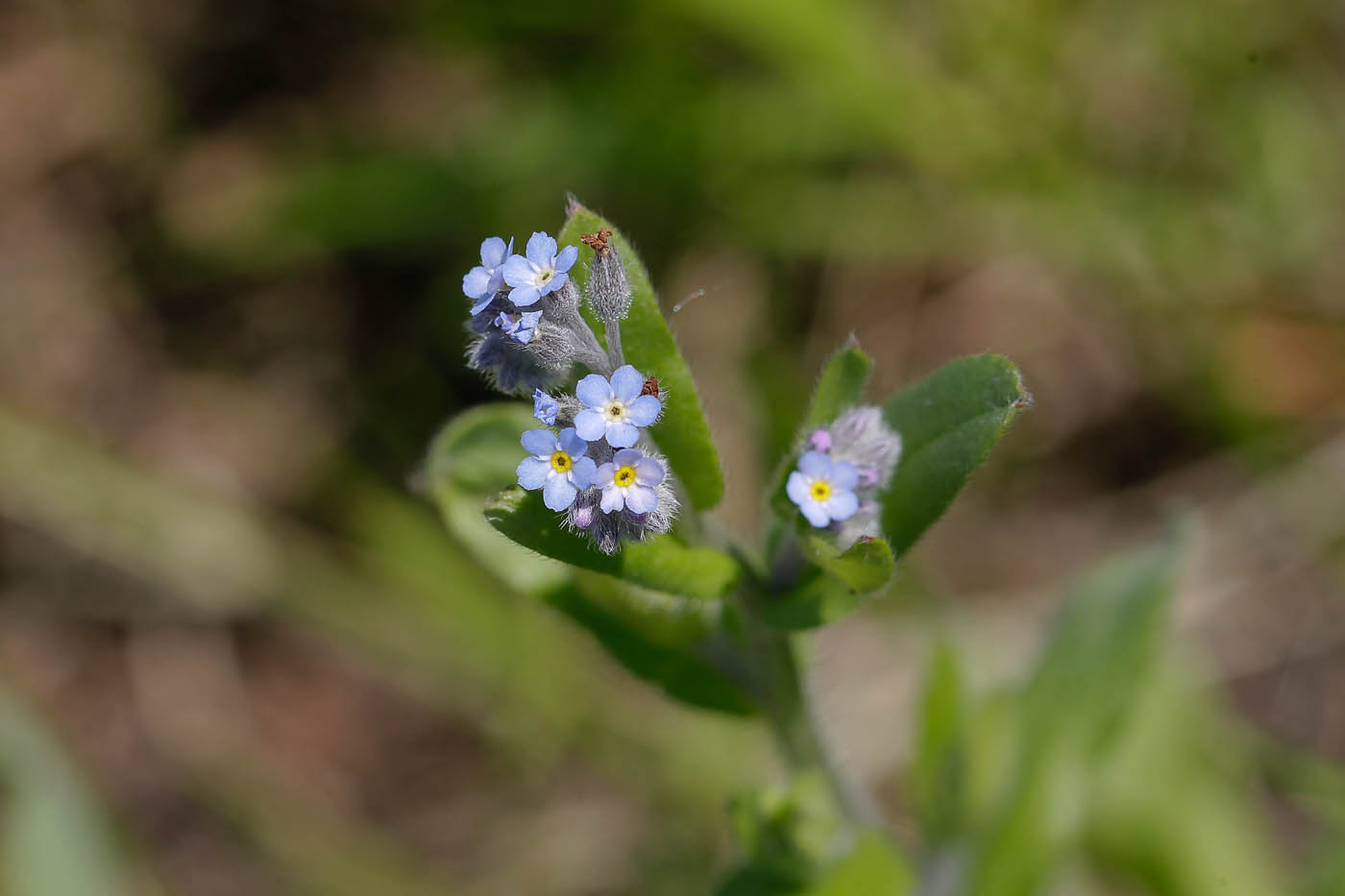 Изображение особи Myosotis arvensis.