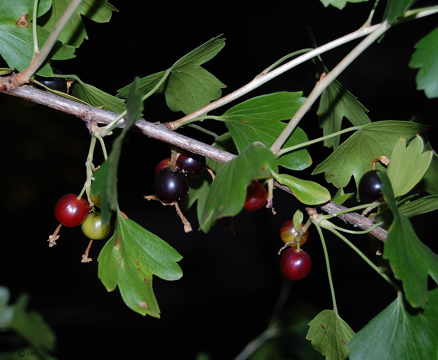 Image of Ribes aureum specimen.