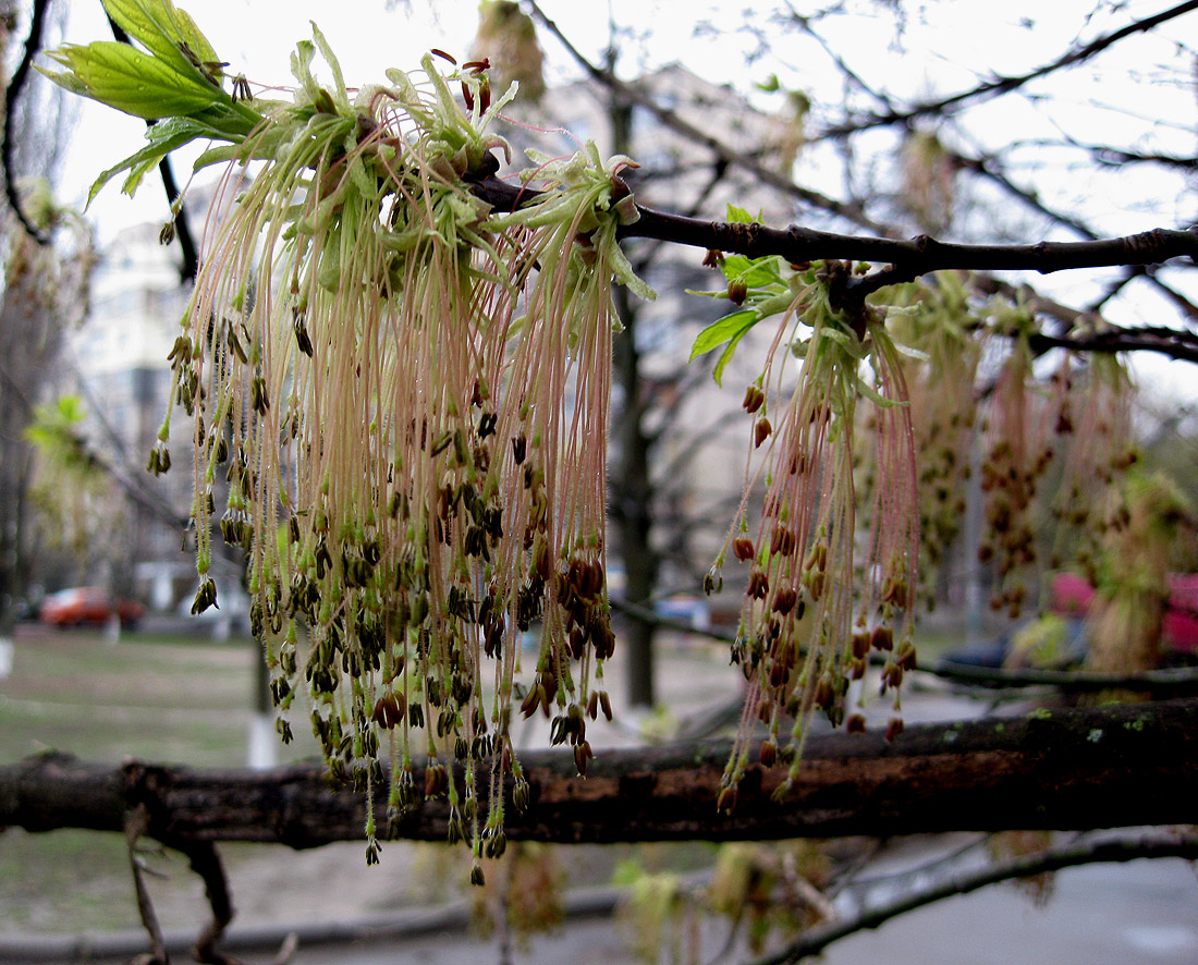 Image of Acer negundo specimen.