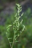 Chenopodium bryoniifolium