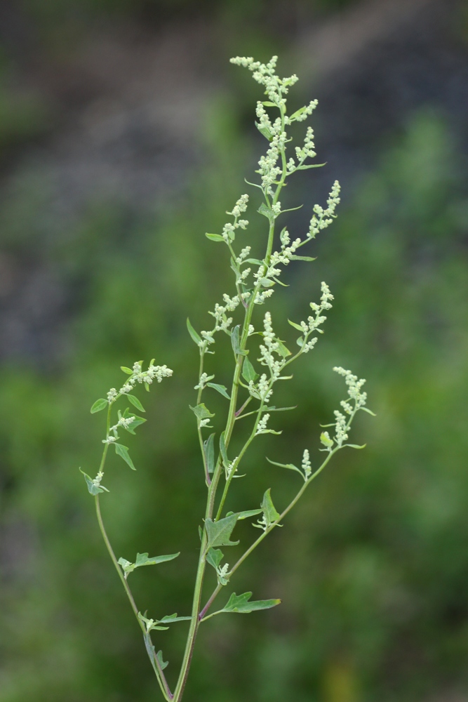 Image of Chenopodium bryoniifolium specimen.