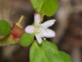 Trianthema portulacastrum