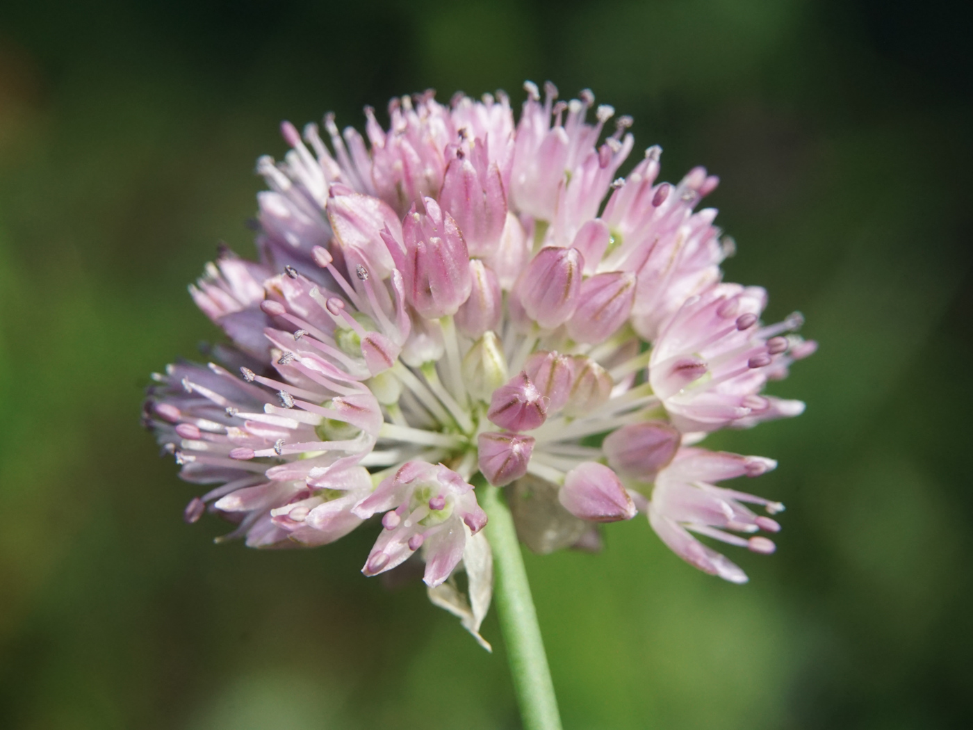 Image of Allium strictum specimen.