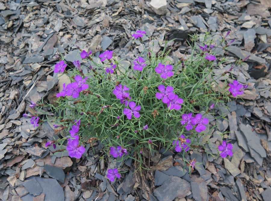 Изображение особи Dianthus chinensis.