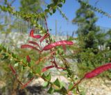 Acacia hubbardiana