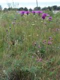 Centaurea scabiosa. Растения с раскрывшимися и нераскрывшимися соцветиями. Свердловская обл., окр. г. Североуральск, пустырь на окраине города. 23.07.2006.