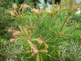 Banksia spinulosa