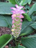 Curcuma longa