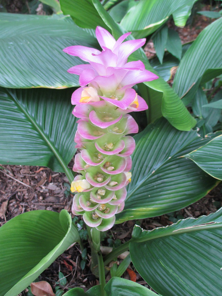 Image of Curcuma longa specimen.