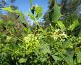 Grevillea prasina