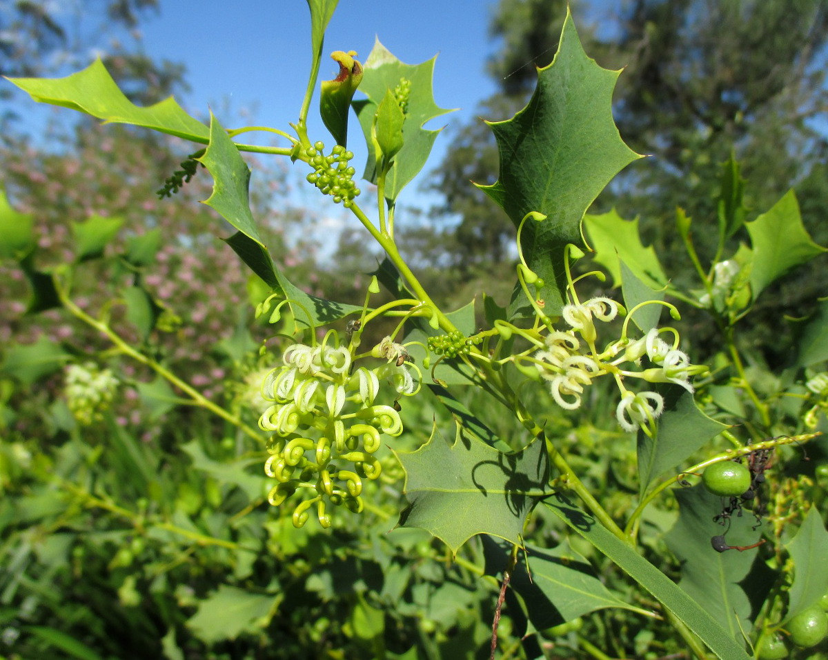 Изображение особи Grevillea prasina.