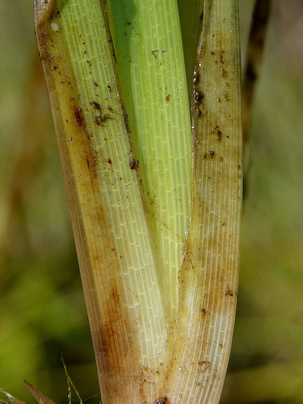Изображение особи Torulinium caucasicum.