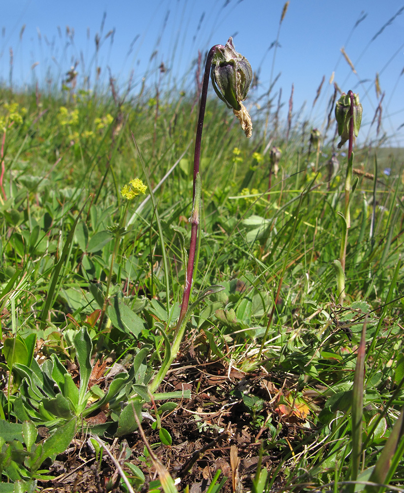 Image of Campanula biebersteiniana specimen.