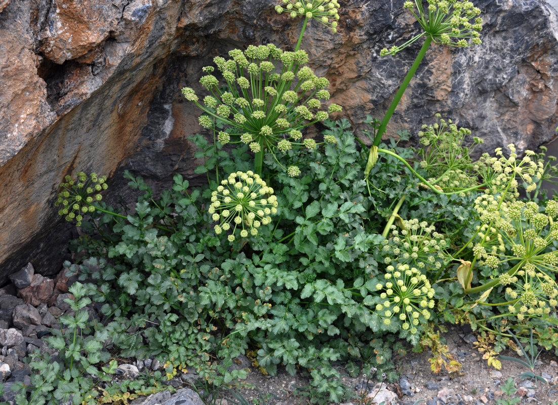 Image of Archangelica brevicaulis specimen.