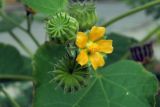 Abutilon theophrasti