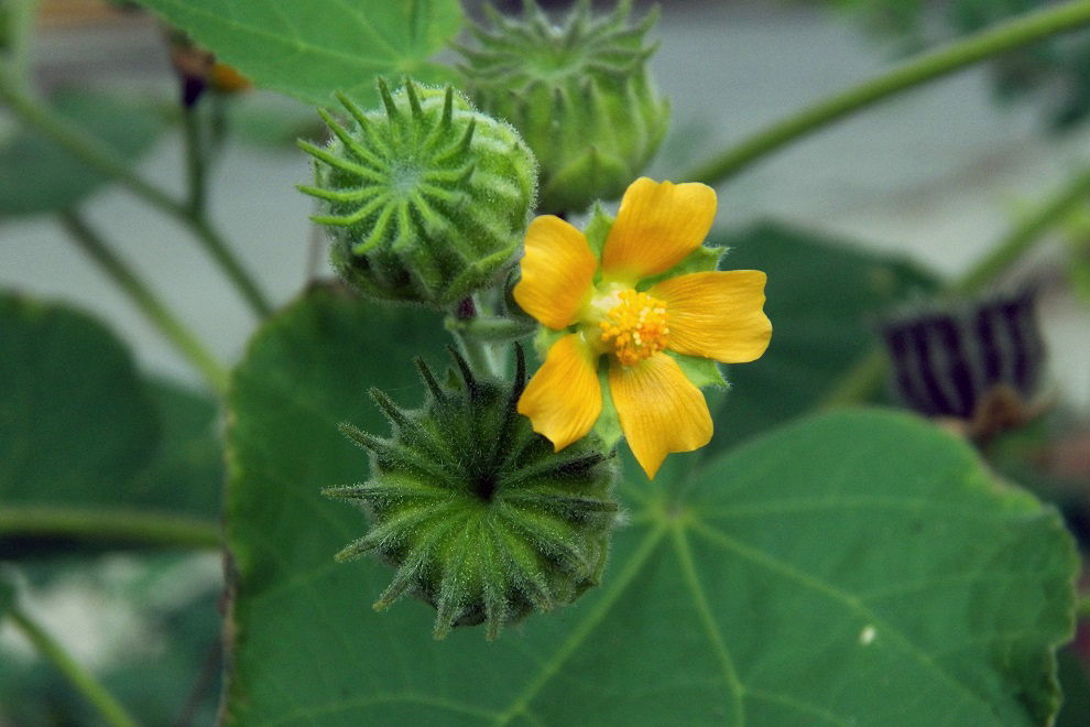 Image of Abutilon theophrasti specimen.