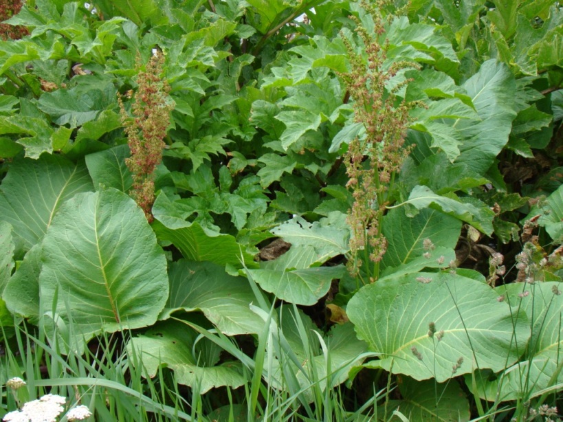 Image of Rumex alpinus specimen.