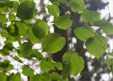 Tilia begoniifolia. Листья. Грузия, Кахетия, с. Цинандали, парк усадьбы А. Чавчавадзе. 03.05.2017.