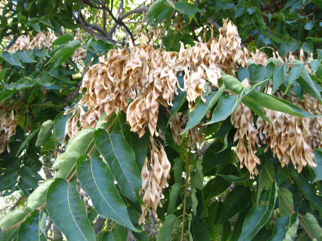 Изображение особи Ailanthus altissima.