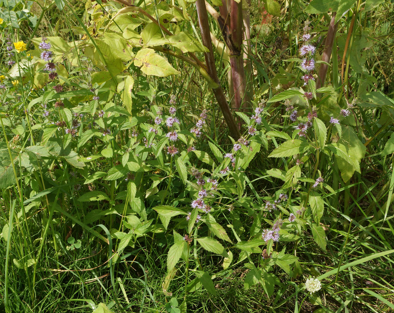 Image of Mentha arvensis specimen.