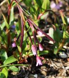 Epilobium anagallidifolium. Верхушка побега с цветками и плодами. Коми, Интинский р-н, Приполярный Урал, хр. Малдынырд, левый борт р. Балбанъю, истоки руч. Алькесвож. 30.07.2017.