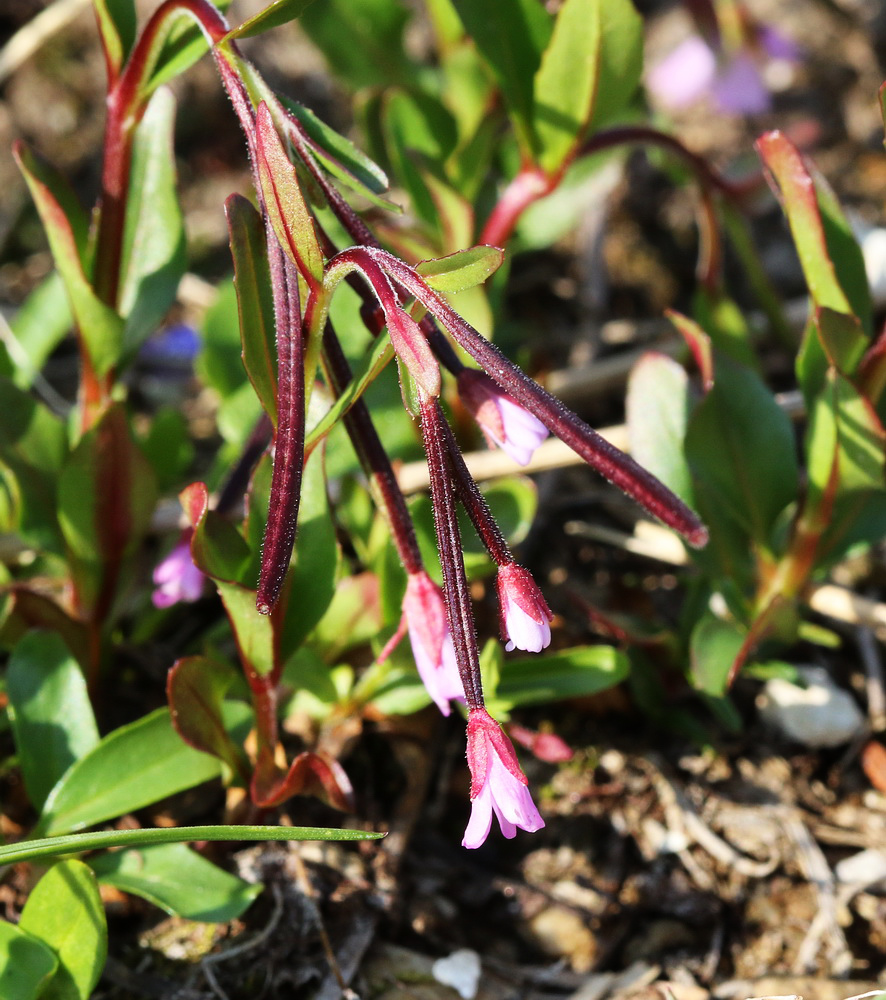 Изображение особи Epilobium anagallidifolium.