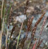 Trisetum spicatum. Верхушки побегов с соцветиями. Коми, Интинский р-н, Приполярный Урал, хр. Малдынырд, левый борт долины р. Балбанъю, приводораздельное плато над каром оз. Грубепендиты, участок каменистой горной тундры с редкой растительностью. 30.07.2017.