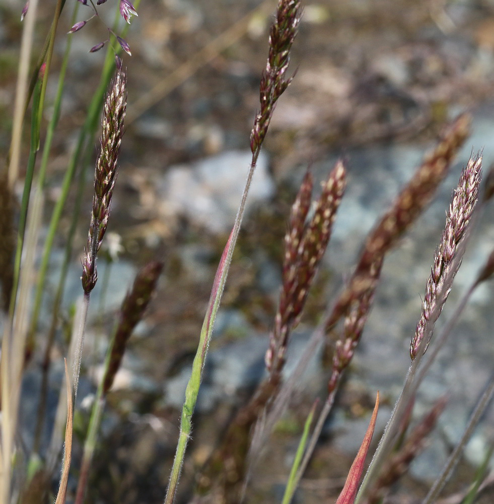 Изображение особи Trisetum spicatum.