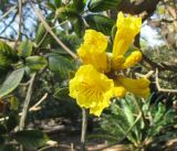 Tabebuia ochracea